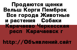 Продаются щенки Вельш Корги Пемброк  - Все города Животные и растения » Собаки   . Карачаево-Черкесская респ.,Карачаевск г.